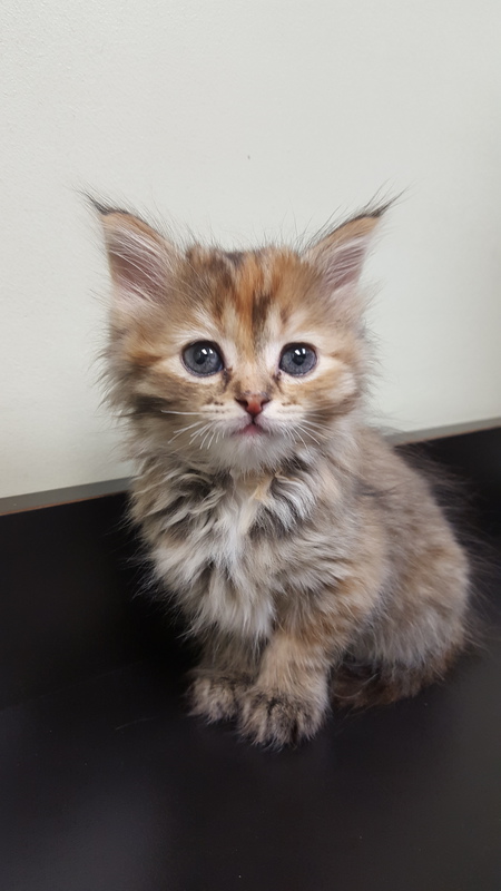 Entry image for Nova. Clicking this image will show a larger photo