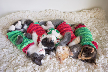 Entry image for Christmas Sweaters. Clicking this image will show a larger photo