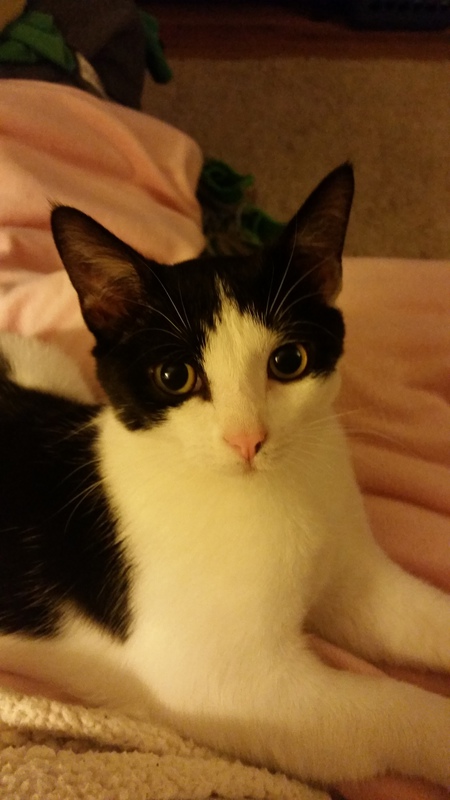 Entry image for Posey Jane. Clicking this image will show a larger photo