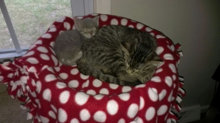 Entry image for Tom and Willie. Clicking this image will show a larger photo