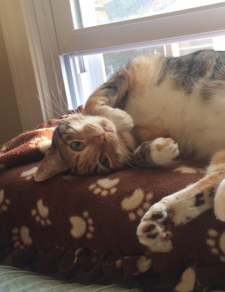 Entry image for Minnie. Clicking this image will show a larger photo