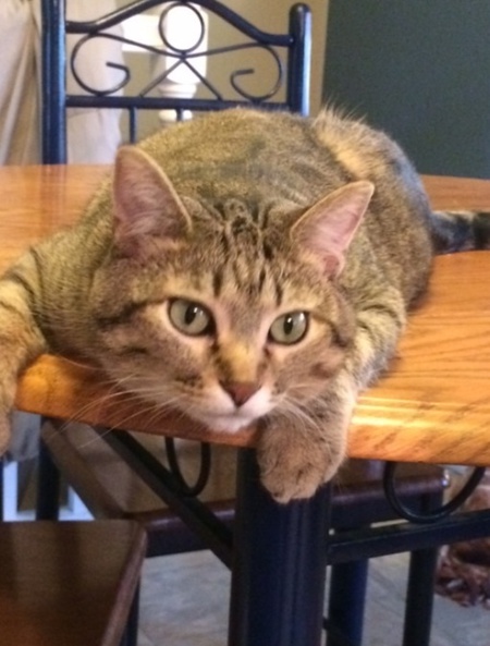 Entry image for Pepper. Clicking this image will show a larger photo