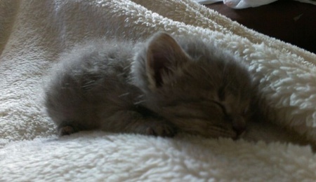 Entry image for Tom. Clicking this image will show a larger photo