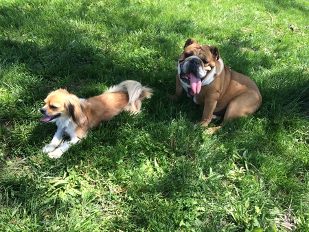 Entry image for Bandit and Mooshu . Clicking this image will show a larger photo