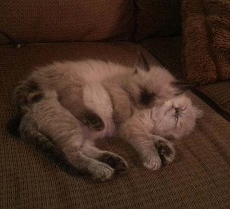 Entry image for PHIL & LIL. Clicking this image will show a larger photo