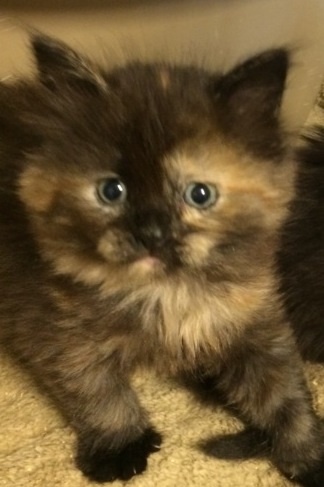 Entry image for Dottie. Clicking this image will show a larger photo