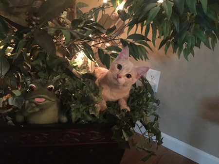 Entry image for Oscar. Clicking this image will show a larger photo