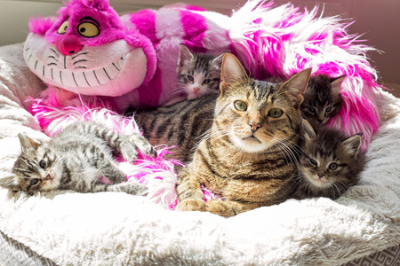 Entry image for Rigby's foster kittens. Clicking this image will show a larger photo