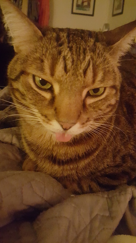 Entry image for Chandler. Clicking this image will show a larger photo