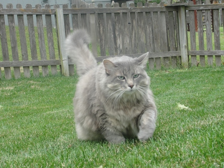 Entry image for Milo. Clicking this image will show a larger photo