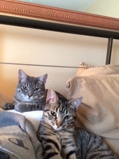 Entry image for Chester & Katie. Clicking this image will show a larger photo