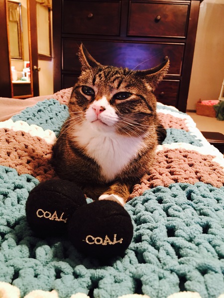 Entry image for Jerico. Clicking this image will show a larger photo