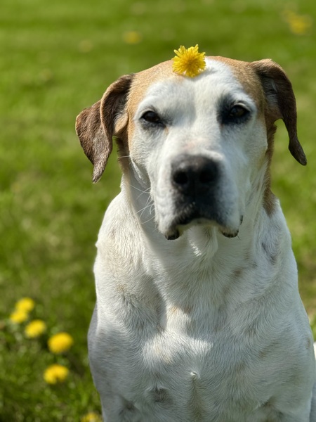 Clementine 