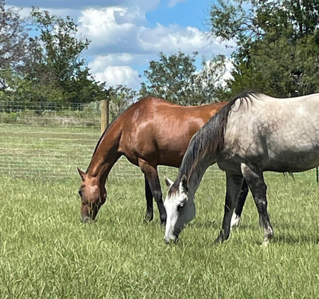 Cali & Jimbo 