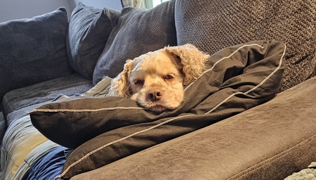 Scrappy Doo