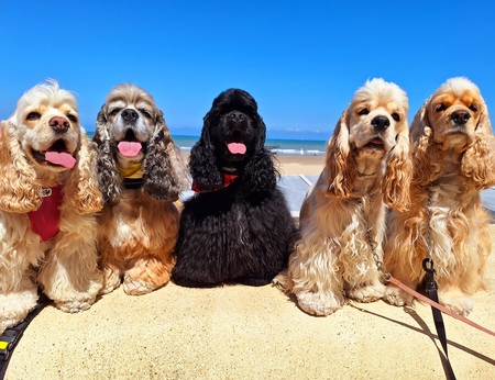 Lexi,Sky,Skipp,Indy,Loeka