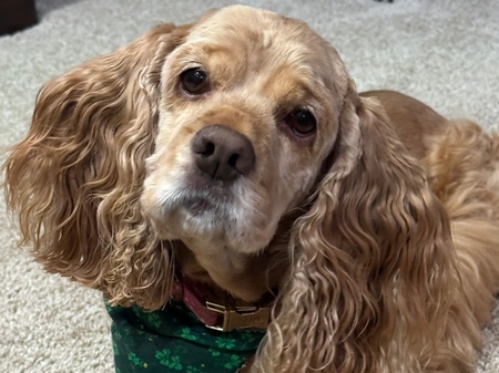 Suzi