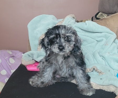 Doris
