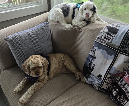 Tansy & Journey