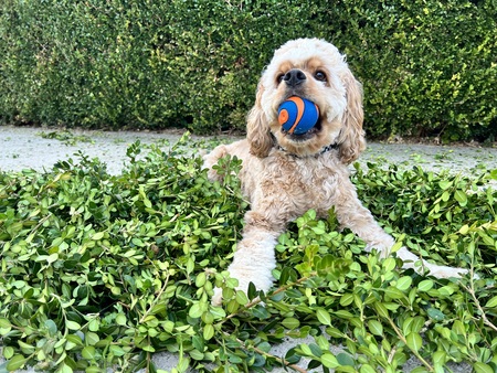 Murphy