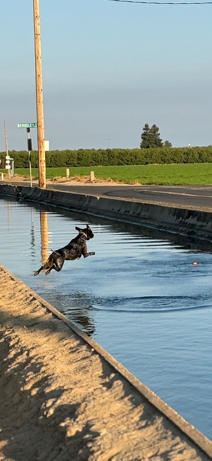 Vote for Sage NorCal German Shorthaired Pointer Rescue Calendar Photo