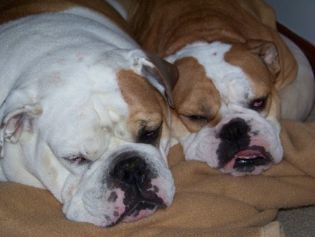 Brutus and Molly