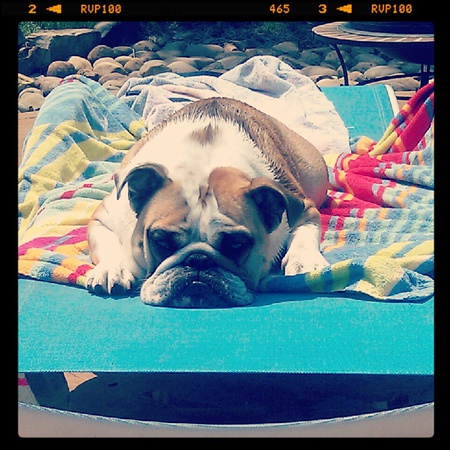 Princess Penelope sunbathing in all her regal glory