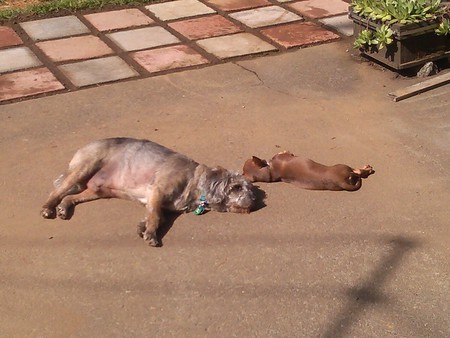 Benny and Pudgy