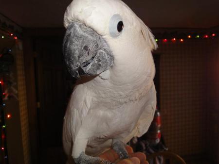 Charlie