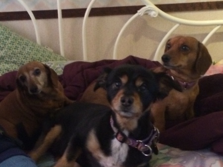 Tootsie, Angel and Ruby