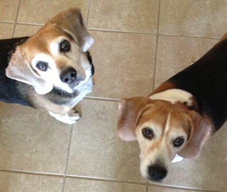 Barkley and Teddy