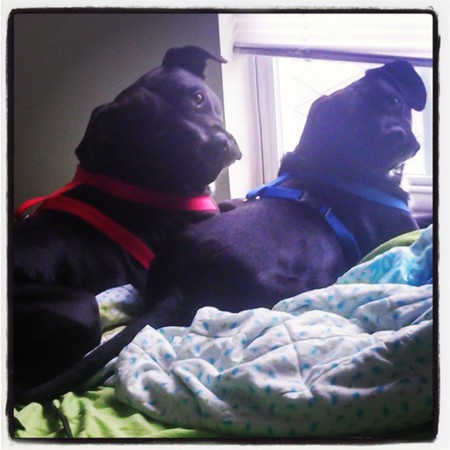 Pongo and Crombie
