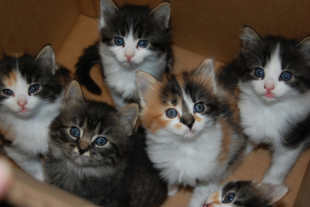 Fosters in a box