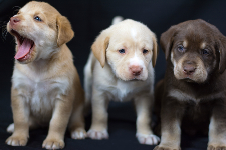 Chubby Puppies