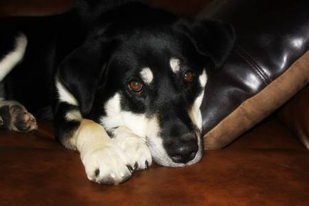 Max