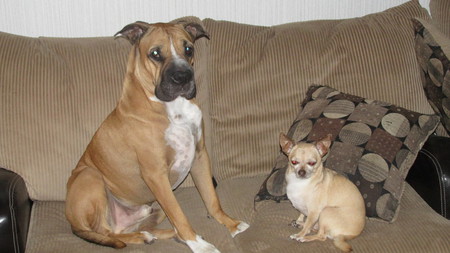Toki & Beaker
