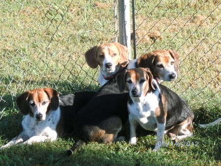 Jack, Precious, Spunky and Ringo