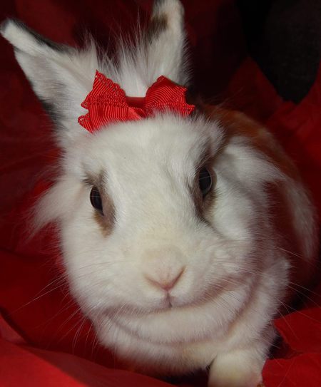 Cadbury