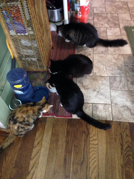 Blu, Bella, James Bond And Cali