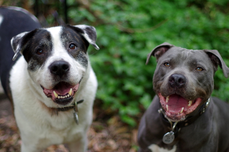 Boomer and Thunder