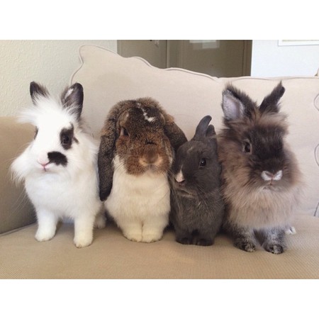 Nugget, Snoopy, Casper, Dusty