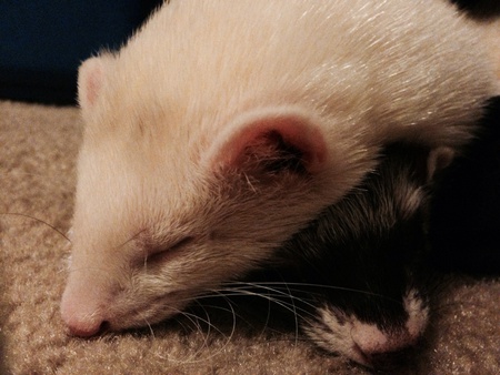 Jinks and Hannibal