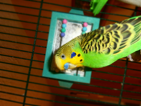 peeper