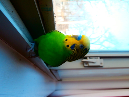 peeper