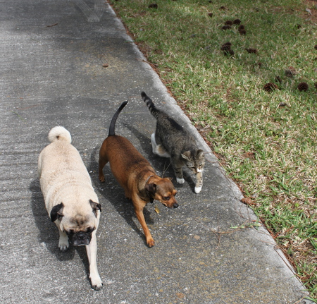 Grover, Bocita, and Bella