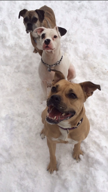 Hailey, Lettie, and Gracie 