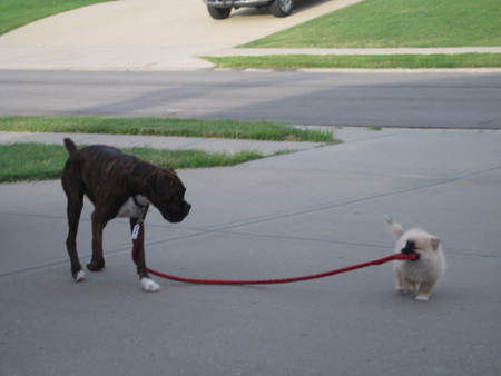 Coco Puff and Bucky