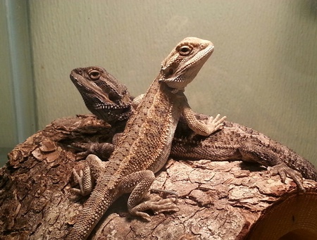 Smaug and Thorn