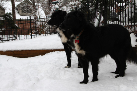 Betsey & Maeve enjoy the snow of 2014