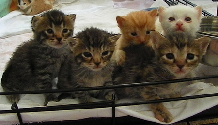 Three litters of kittens sharing moms